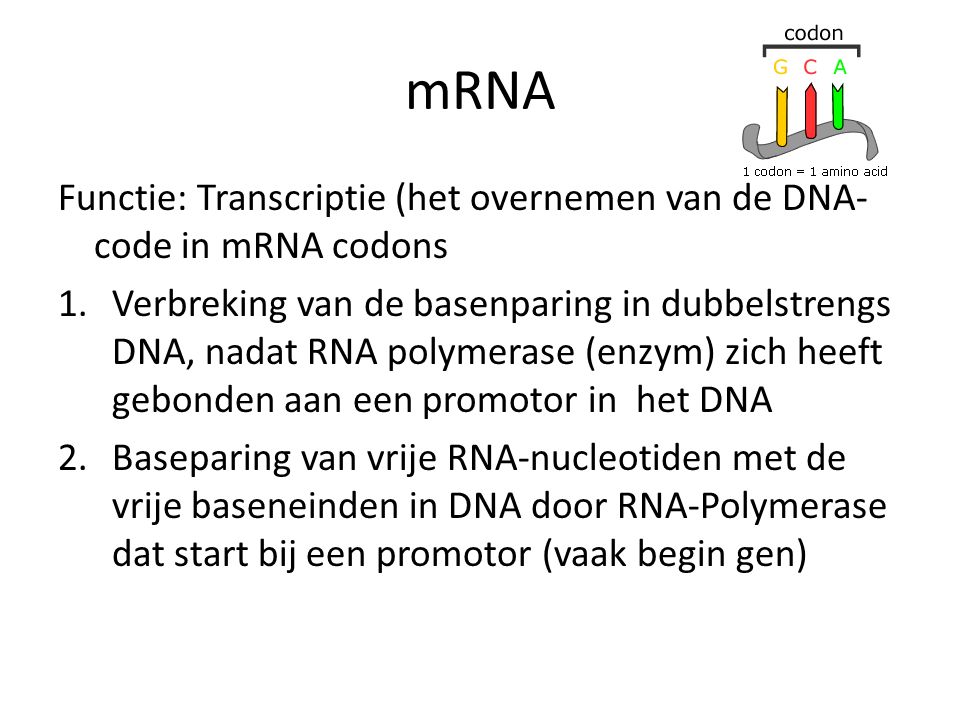 mRNA Functie: Transcriptie (het overnemen van de DNA-code in mRNA codons.