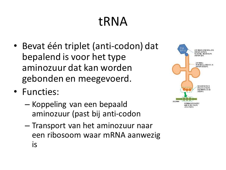 tRNA Bevat één triplet (anti-codon) dat bepalend is voor het type aminozuur dat kan worden gebonden en meegevoerd.