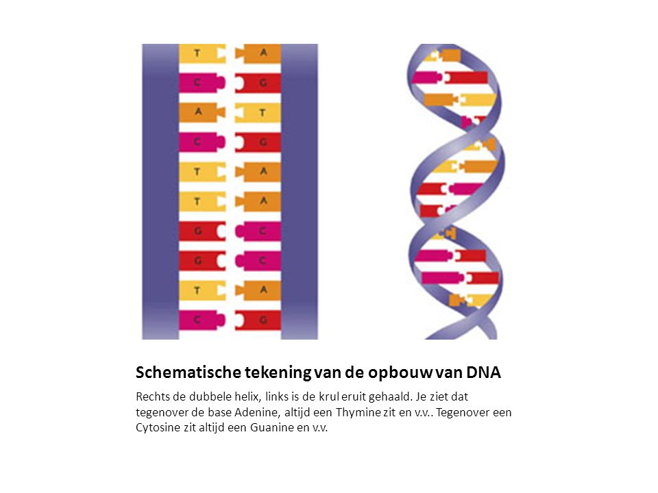 Schematische tekening van de opbouw van DNA