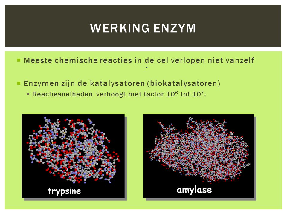 Werking Enzym Meeste chemische reacties in de cel verlopen niet vanzelf. Enzymen zijn de katalysatoren (biokatalysatoren)