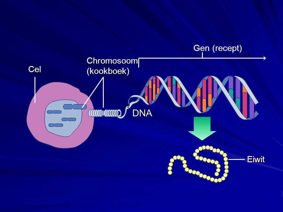 Gen (recept) Chromosoom (kookboek) Cel DNA Eiwit