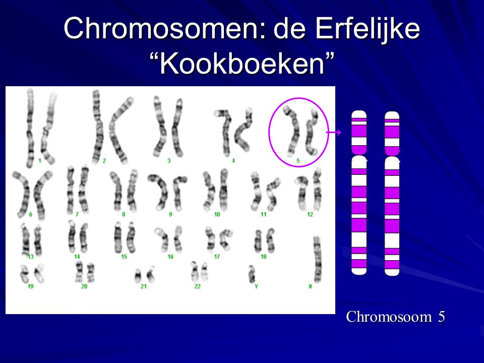 Chromosomen: de Erfelijke Kookboeken