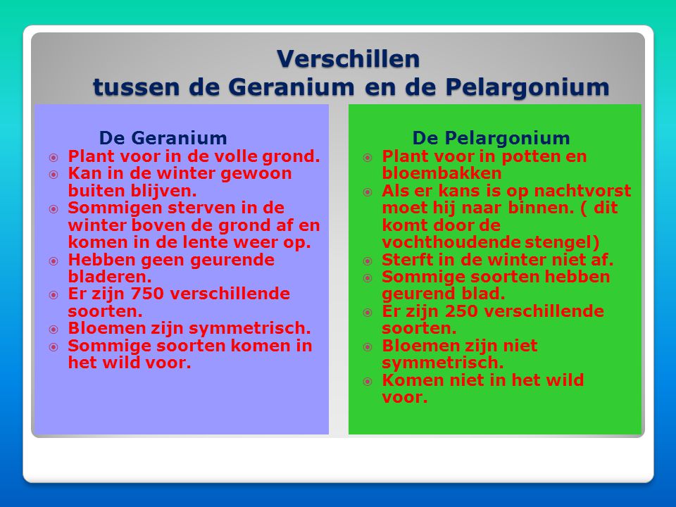 Verschillen tussen de Geranium en de Pelargonium