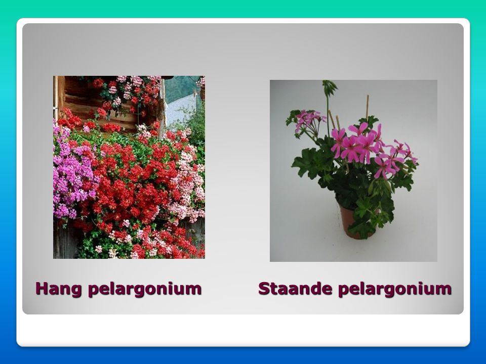 Hang pelargonium Staande pelargonium