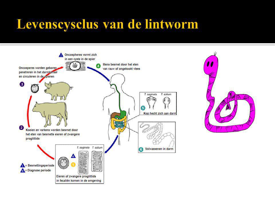 Levenscysclus van de lintworm