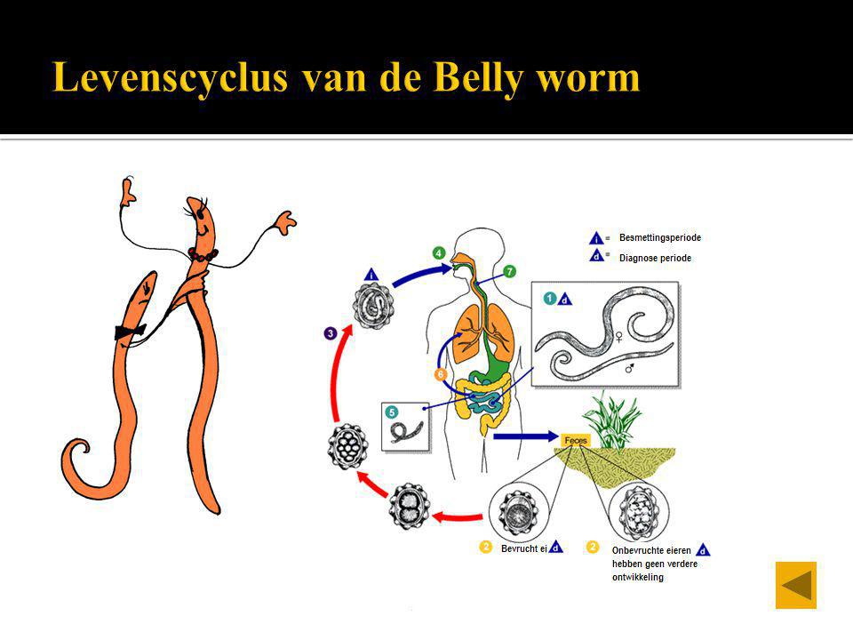 Levenscyclus van de Belly worm
