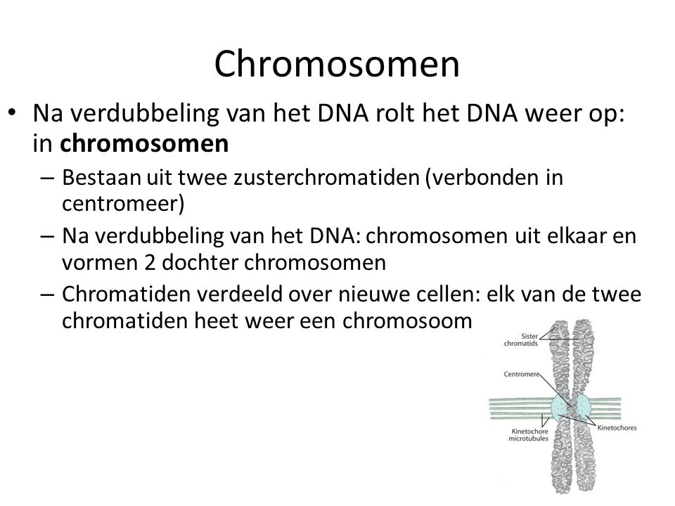 Chromosomen Na verdubbeling van het DNA rolt het DNA weer op: in chromosomen. Bestaan uit twee zusterchromatiden (verbonden in centromeer)