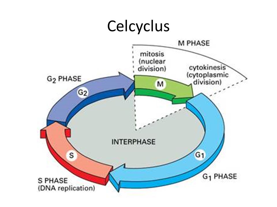 Celcyclus