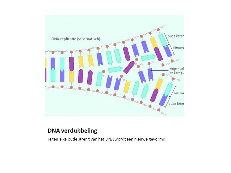 DNA verdubbeling Tegen elke oude streng van het DNA wordt een nieuwe gevormd.