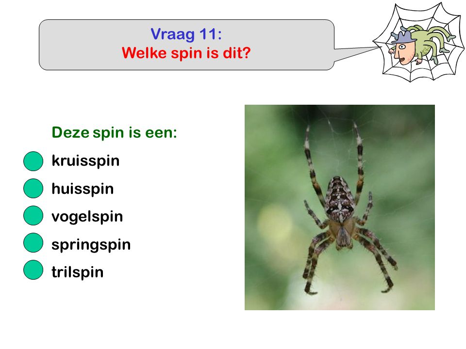 Vraag 11: Welke spin is dit Deze spin is een: kruisspin huisspin vogelspin springspin trilspin
