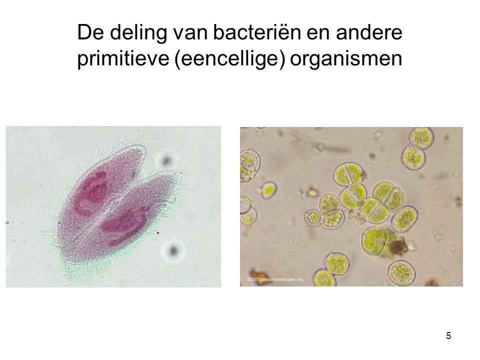 De deling van bacteriën en andere primitieve (eencellige) organismen