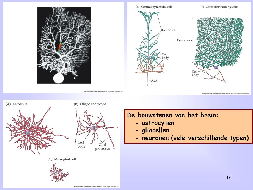 Een aantal verschillende typen neuronen: