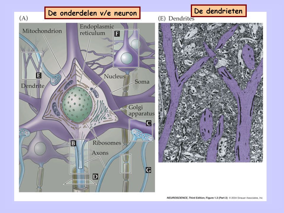 Het cellichaam De onderdelen v/e neuron