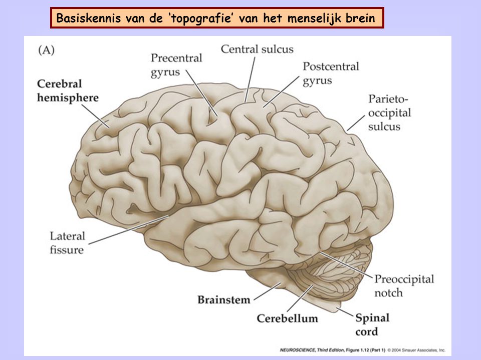 het menselijk brein: verschillende regio’s