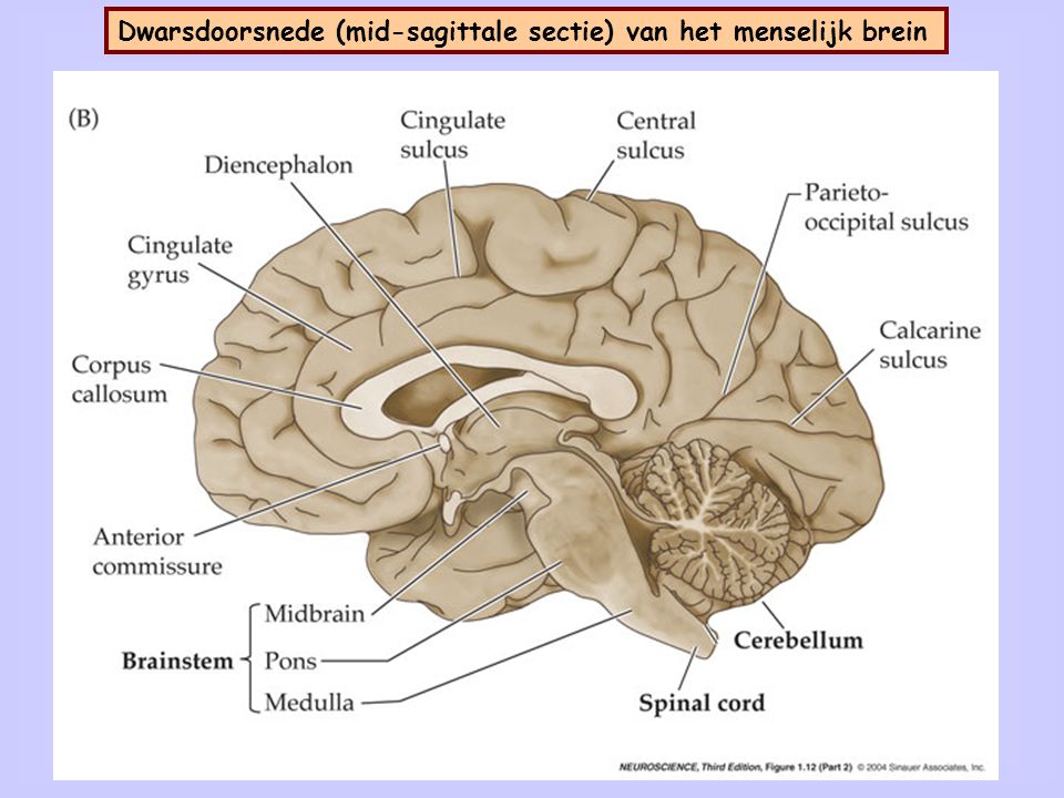 Dwarsdoorsnede (coronale sectie) van het menselijk brein