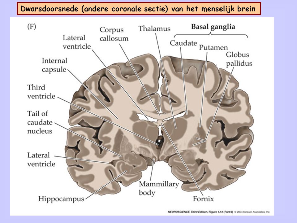 Neocortex is gelaagd (I t/m VI). Lagen IV en V vormen input en output
