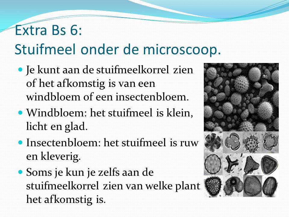 Extra Bs 6: Stuifmeel onder de microscoop.