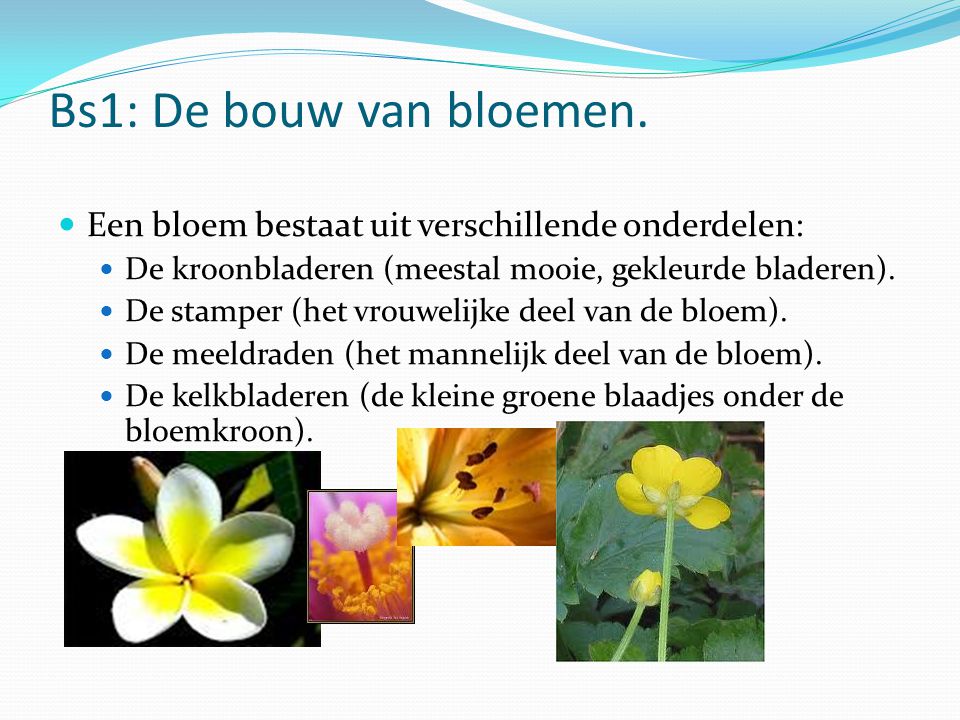 Bs1: De bouw van bloemen. Een bloem bestaat uit verschillende onderdelen: De kroonbladeren (meestal mooie, gekleurde bladeren).