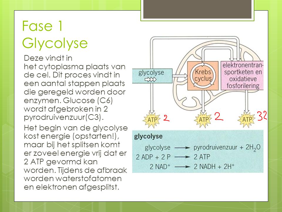 Fase 1 Glycolyse