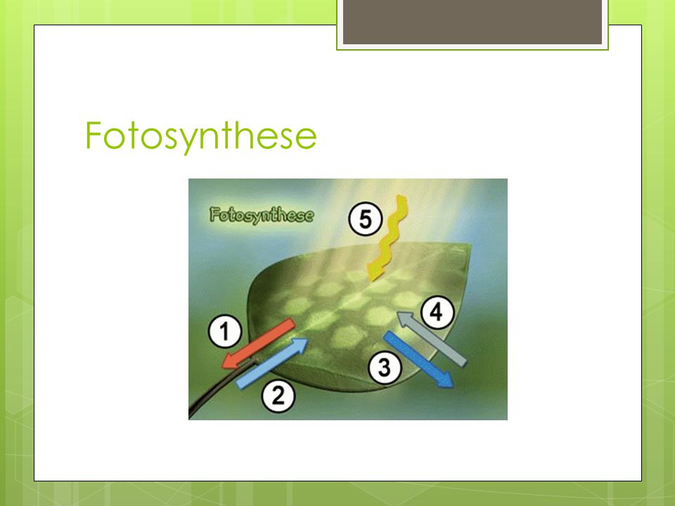 Fotosynthese
