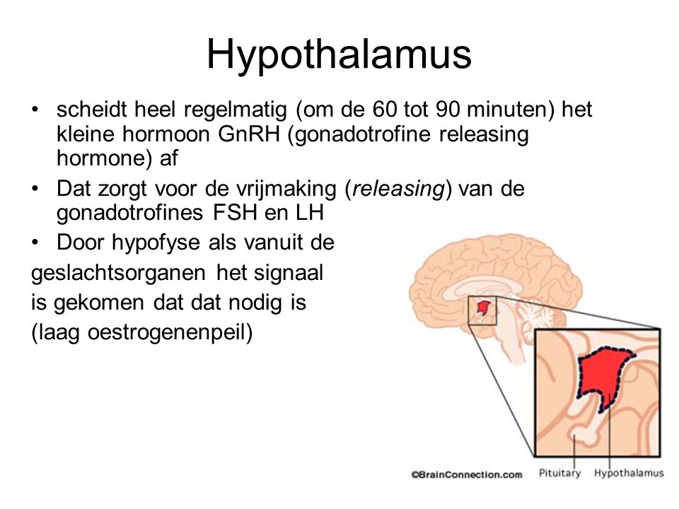 Hypothalamus scheidt heel regelmatig (om de 60 tot 90 minuten) het kleine hormoon GnRH (gonadotrofine releasing hormone) af.