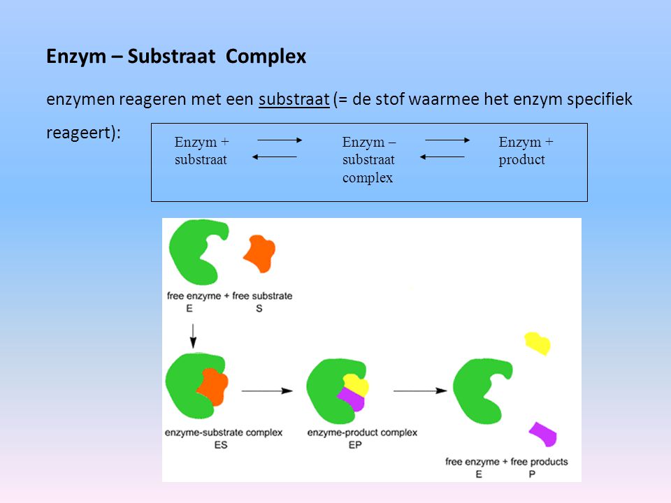 Enzym – Substraat Complex