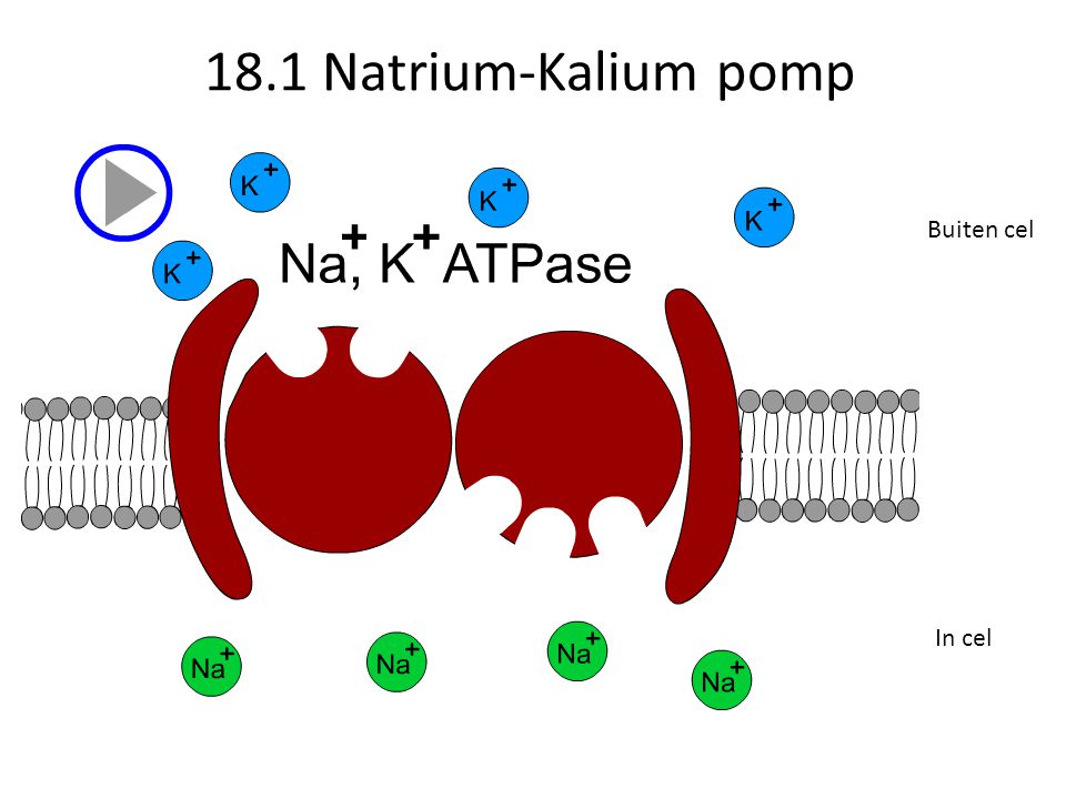 18.1 Natrium-Kalium pomp Buiten cel In cel