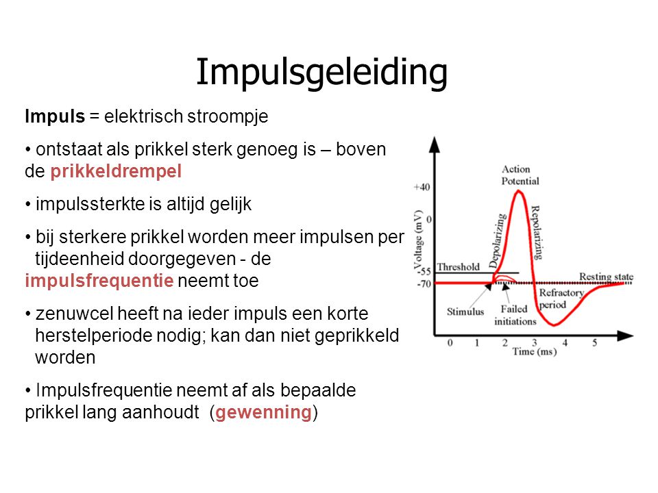 Impulsgeleiding Impuls = elektrisch stroompje