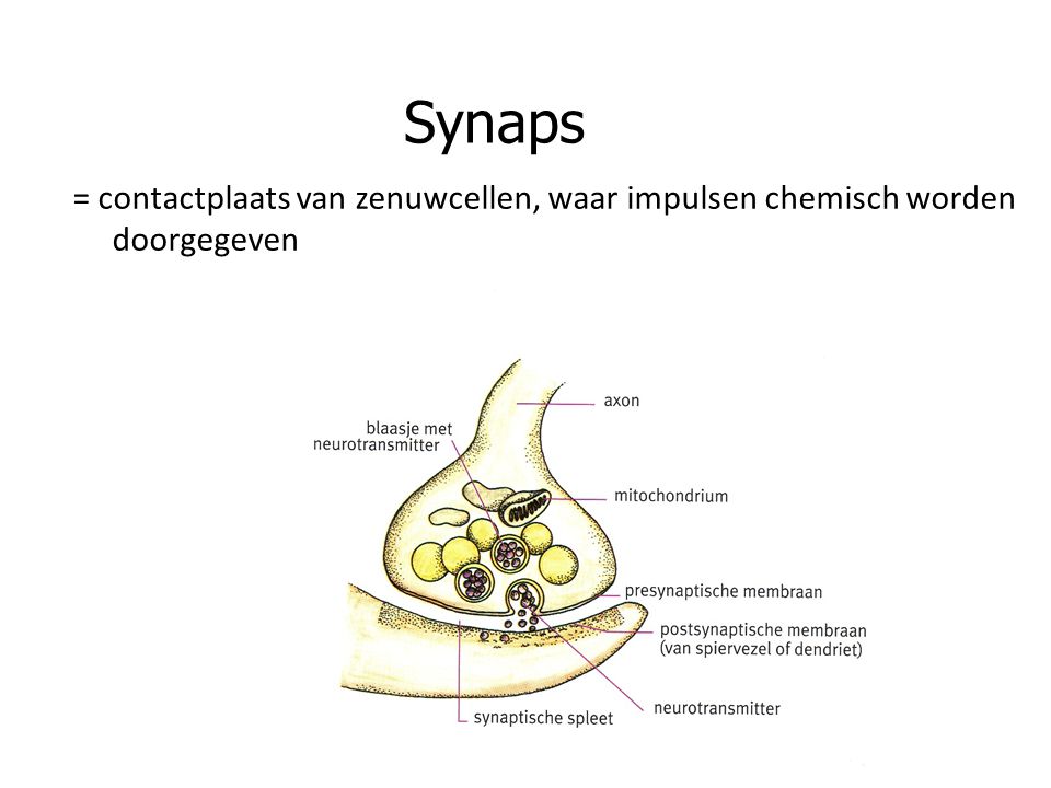 Synaps = contactplaats van zenuwcellen, waar impulsen chemisch worden doorgegeven