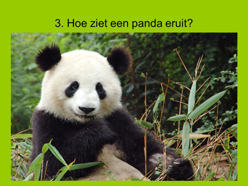 3. Hoe ziet een panda eruit
