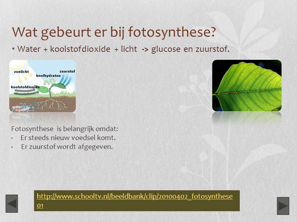 Wat gebeurt er bij fotosynthese