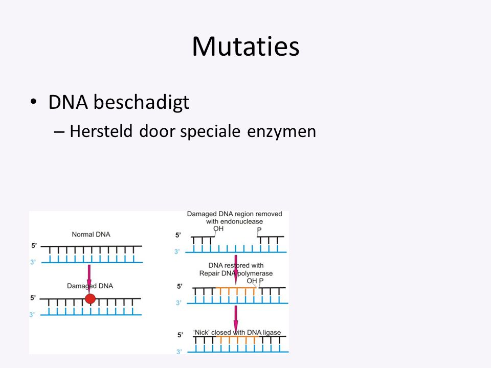 Mutaties DNA beschadigt Hersteld door speciale enzymen