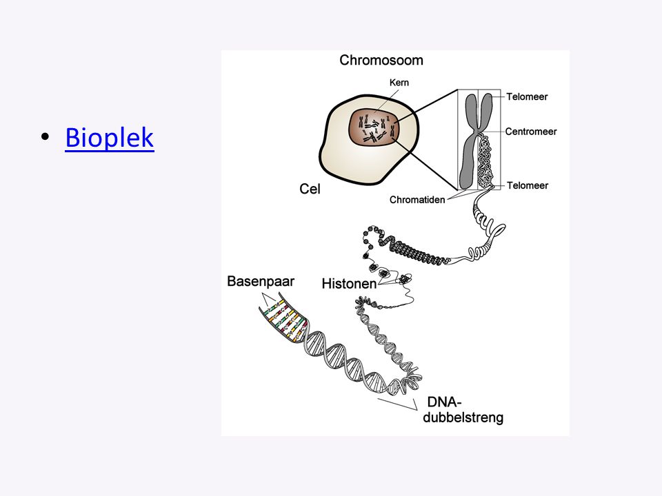 Bioplek Animatie bioplek; plaatje: schooltv over DNA