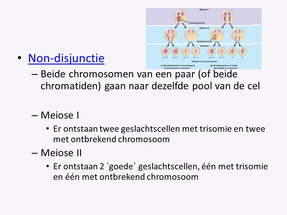 Non-disjunctie Beide chromosomen van een paar (of beide chromatiden) gaan naar dezelfde pool van de cel.