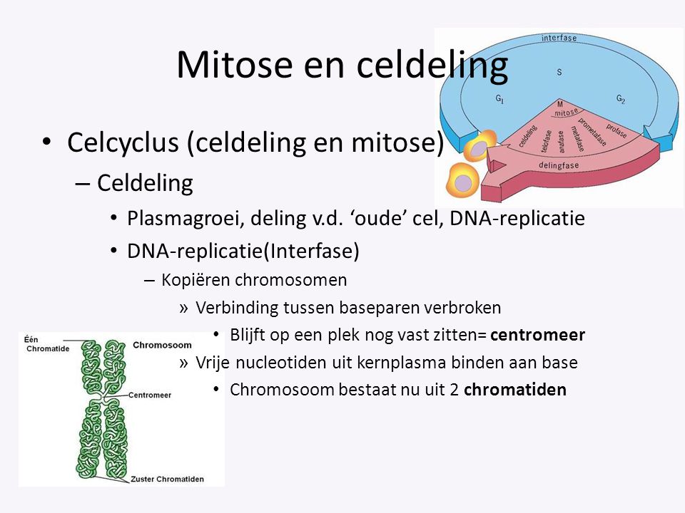 Mitose en celdeling Celcyclus (celdeling en mitose) Celdeling