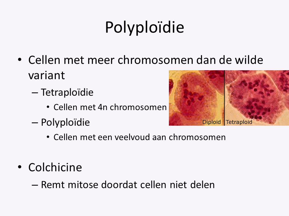 Polyploïdie Cellen met meer chromosomen dan de wilde variant