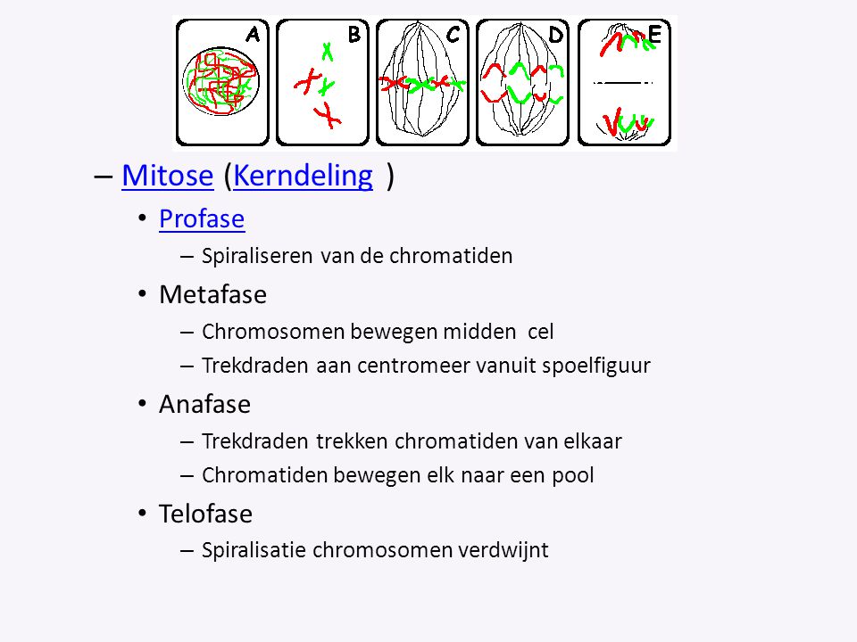 Mitose (Kerndeling ) Profase Metafase Anafase Telofase