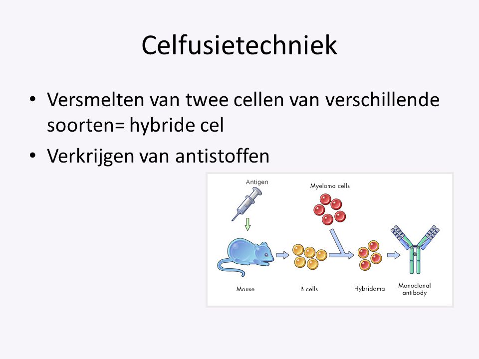 Celfusietechniek Versmelten van twee cellen van verschillende soorten= hybride cel.