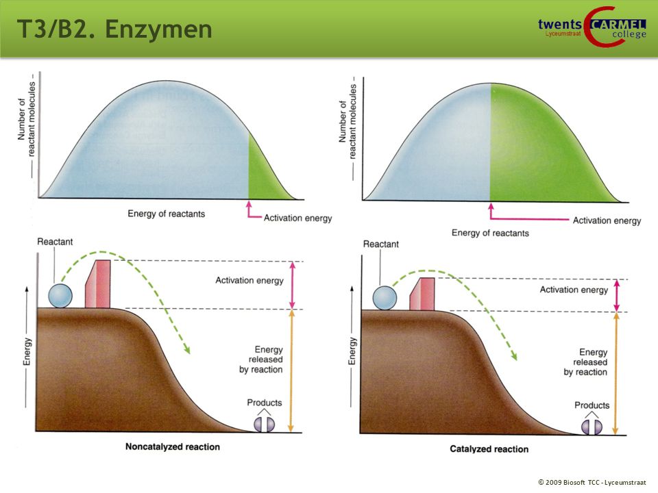 T3/B2. Enzymen