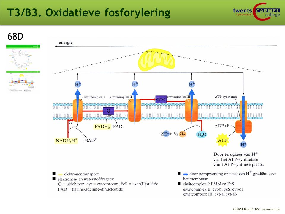 T3/B3. Oxidatieve fosforylering