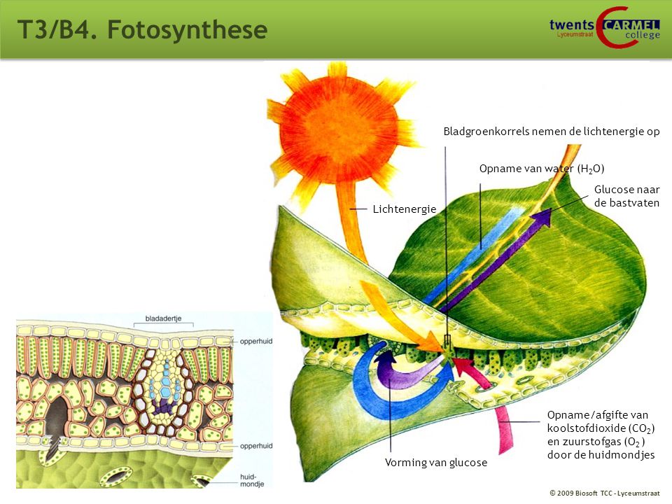 T3/B4. Fotosynthese Bladgroenkorrels nemen de lichtenergie op