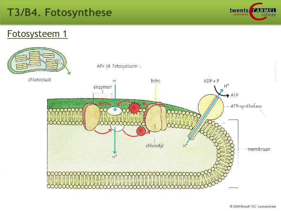 T3/B4. Fotosynthese Fotosysteem 1
