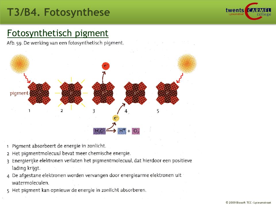 T3/B4. Fotosynthese Fotosynthetisch pigment
