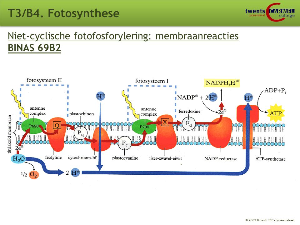 T3/B4. Fotosynthese Niet-cyclische fotofosforylering: membraanreacties BINAS 69B2