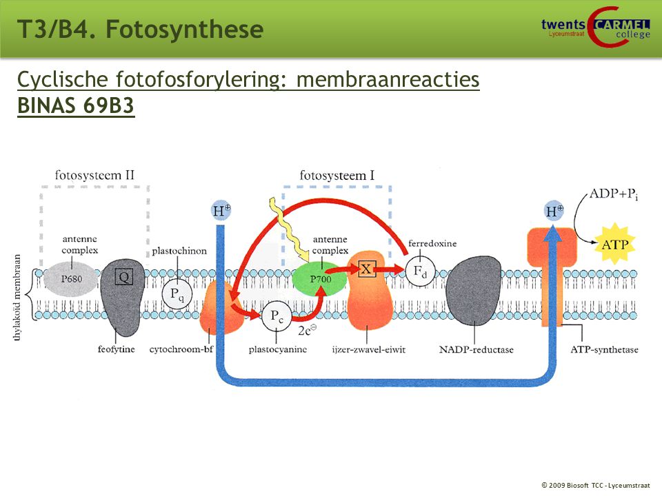T3/B4. Fotosynthese Cyclische fotofosforylering: membraanreacties BINAS 69B3