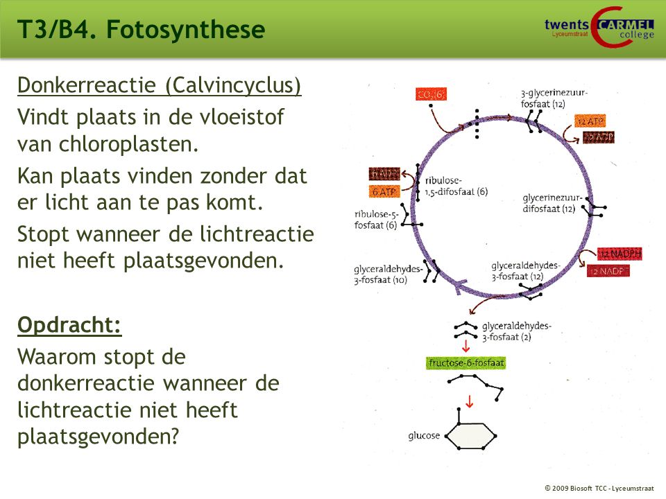 T3/B4. Fotosynthese Donkerreactie (Calvincyclus)