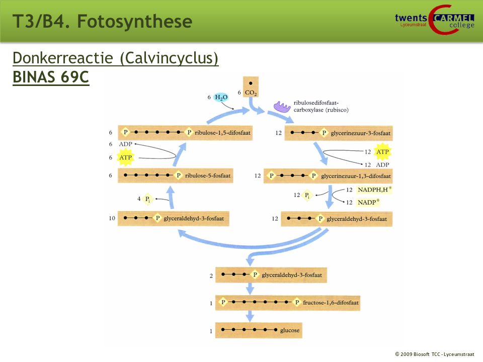 T3/B4. Fotosynthese Donkerreactie (Calvincyclus) BINAS 69C