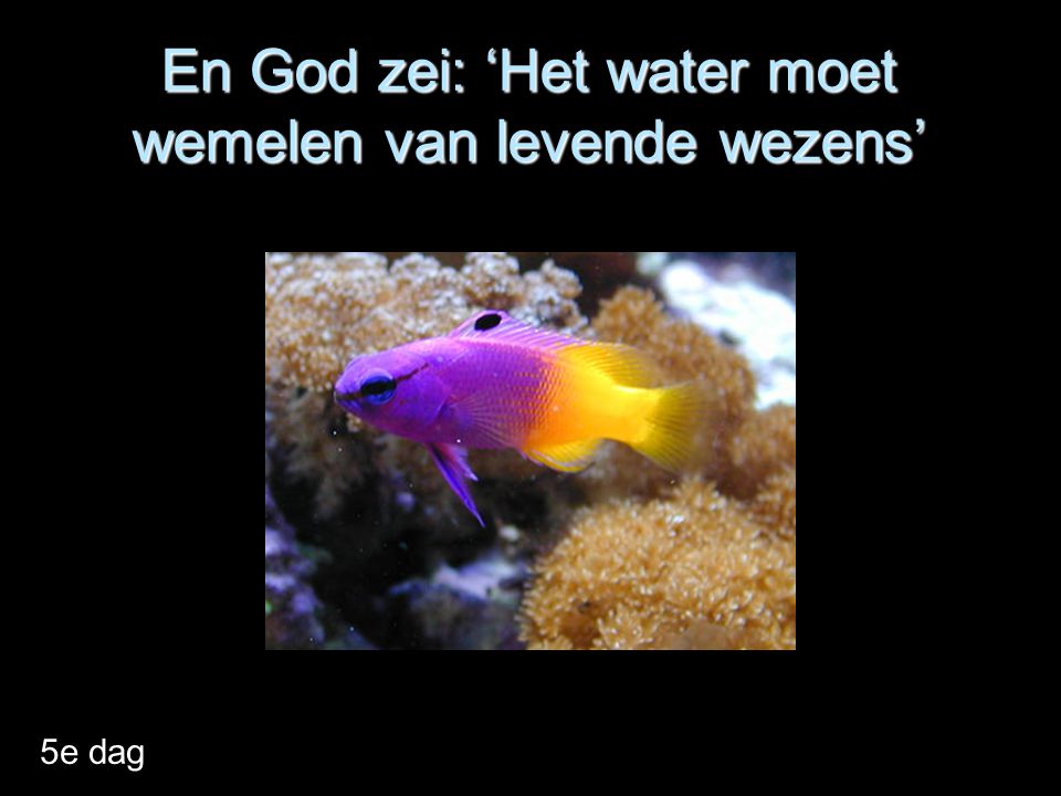 En God zei: ‘Het water moet wemelen van levende wezens’