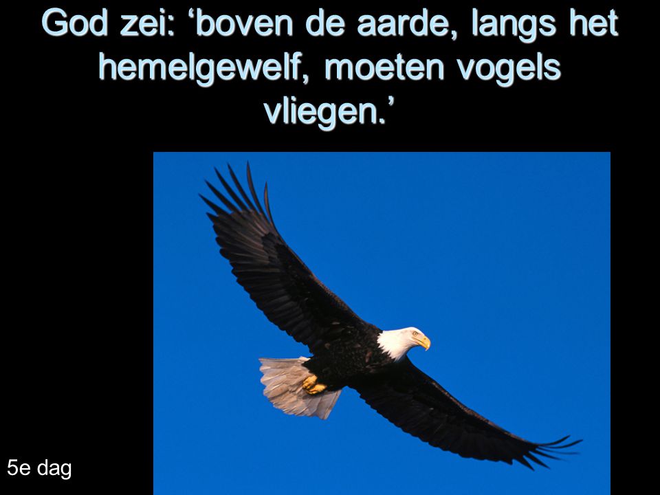 God zei: ‘boven de aarde, langs het hemelgewelf, moeten vogels vliegen