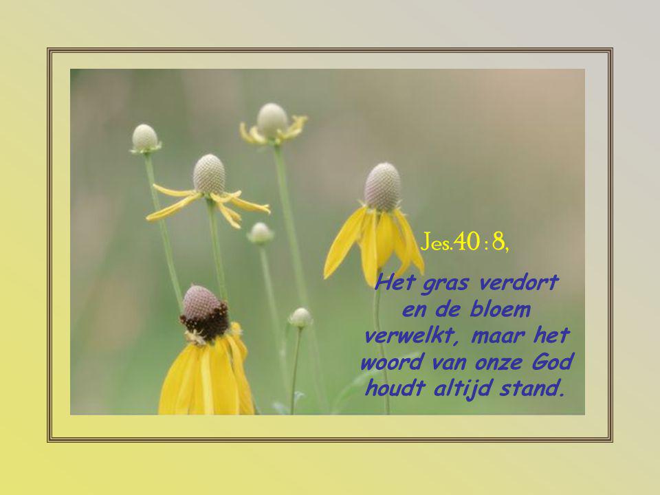 Jes.40 : 8, Het gras verdort en de bloem verwelkt, maar het woord van onze God houdt altijd stand.